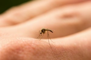 The Benefits of Mosquito Misting Sprays