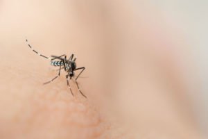 Mosquitoes and Illnesses