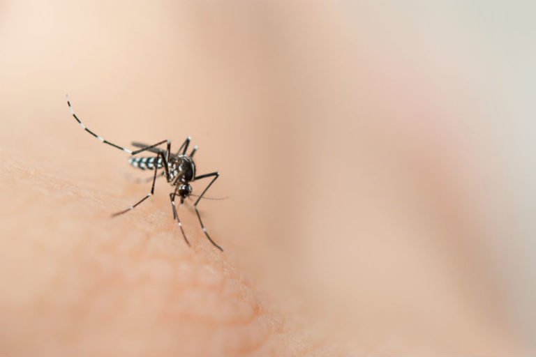 mosquito service Manvel, TX