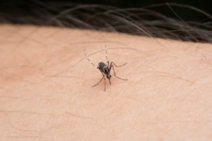 Frisco TX home mosquito control
