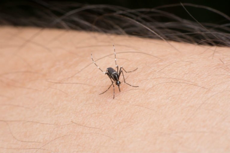 mosquito control service companies Houston, TX