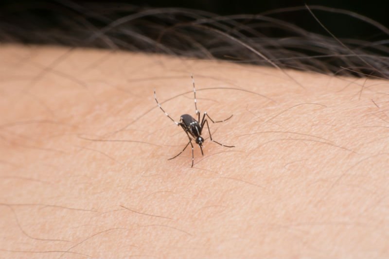 The Importance Of Mosquito Repellant