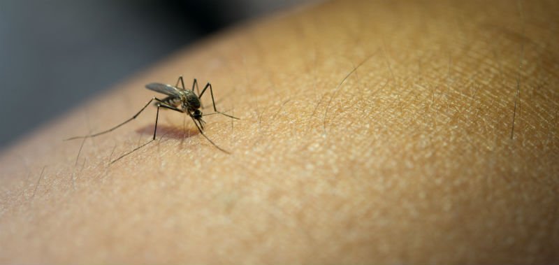 Texas mosquito