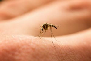 Plano TX home mosquito control