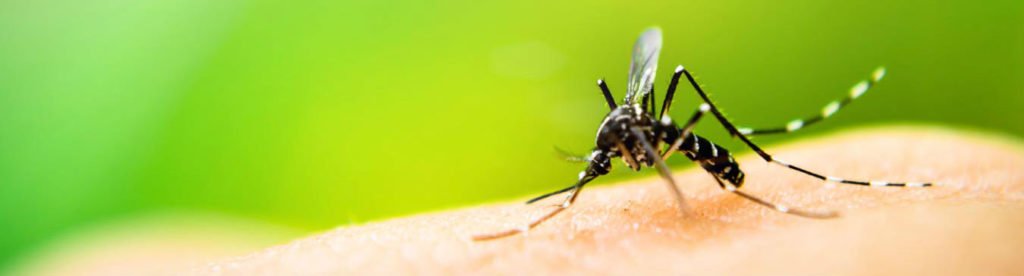 Debunking 10 Common Misconceptions About Mosquito Control