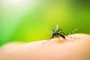 Houston, TX How to Stop Mosquitoes from Invading Your Home!