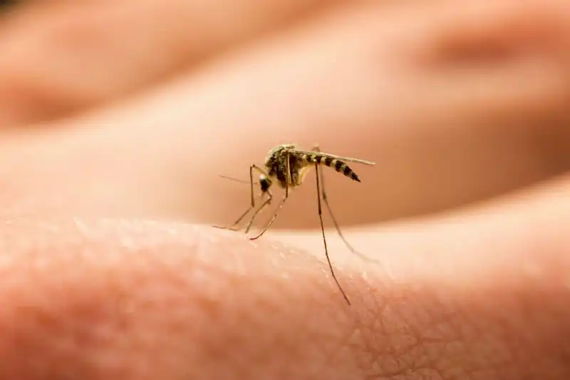 mosquito backgroud