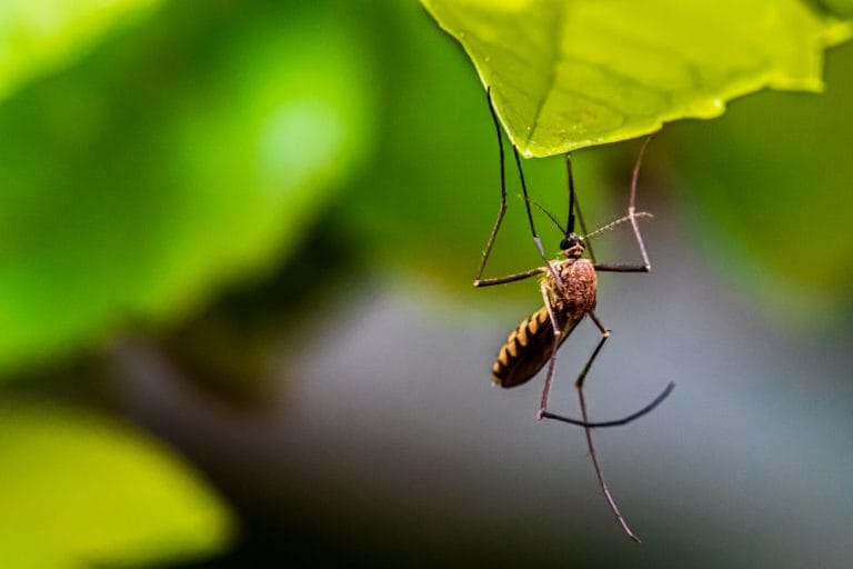 mosquito misting system
