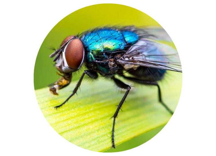 Fly