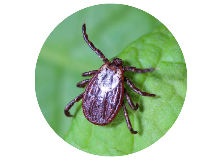 Tick